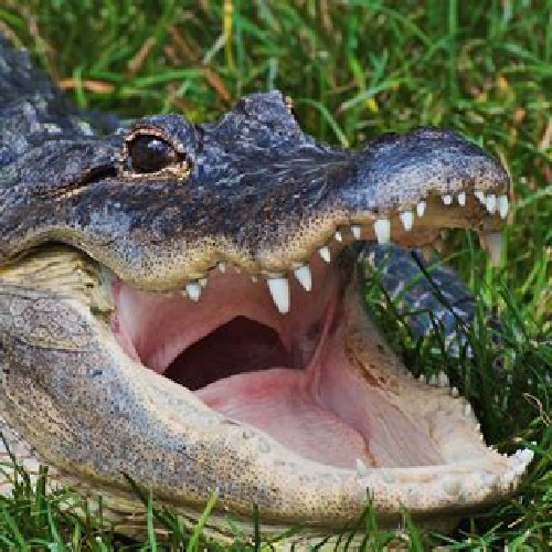 Alligator